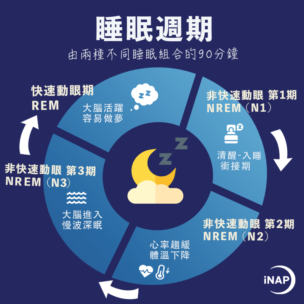 睡眠週期 結構圖