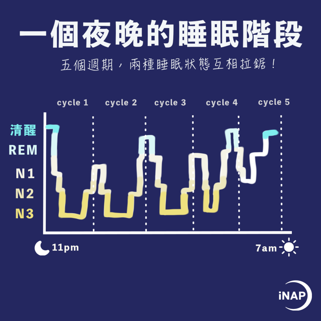 一個晚上的 睡眠階段