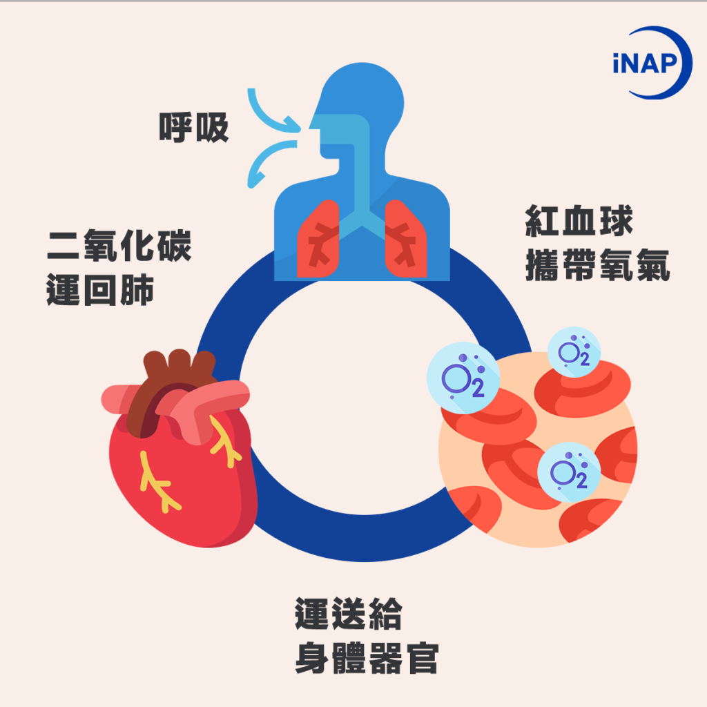 血氧機 彙整 - iNAP